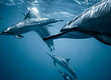 开云体育官方网站-女子1500米韩雨桐获第七 中国短道2金1银1铜收官